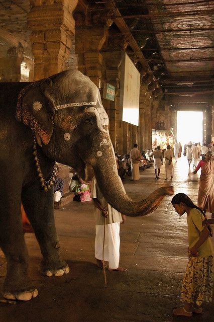 Elephant blessing